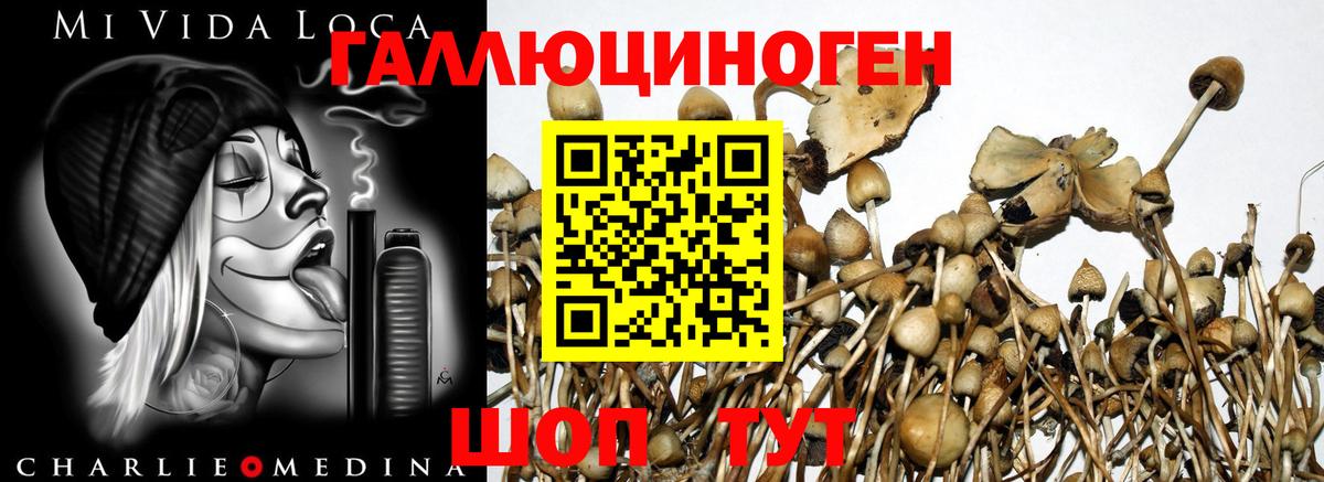 Псилоцибиновые грибы Psilocybine cubensis Чехов